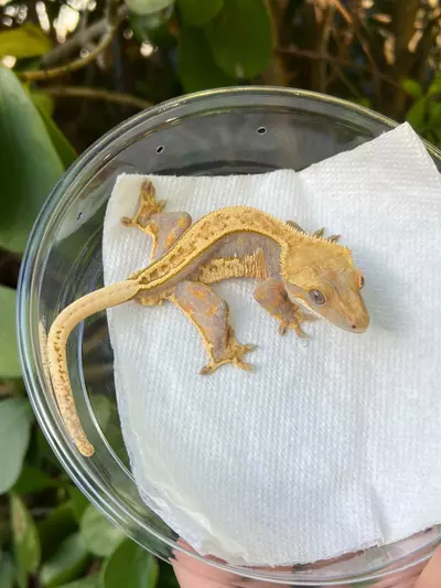 plant/Lavender Empty Back White Wall Soft Scale Male (336CS24)-0-thumbnail