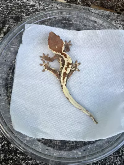 plant/Frappuccino Male (FRP25-34)-1-thumbnail