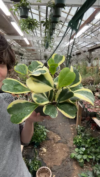 plant/H655 kerrii outer var-0-thumbnail