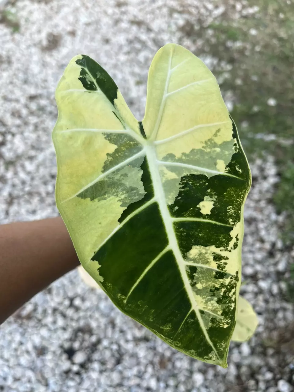 plant/Alocasia Frydek Variegated CORMS-0