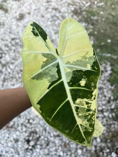 plant/Alocasia Frydek Variegated CORMS-0-thumbnail