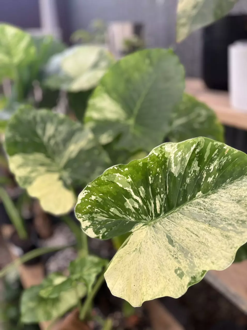 plant/alocasia Dawn variegated CORMS-0