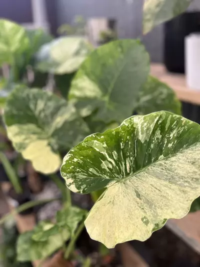 plant/alocasia Dawn variegated CORMS-0-thumbnail