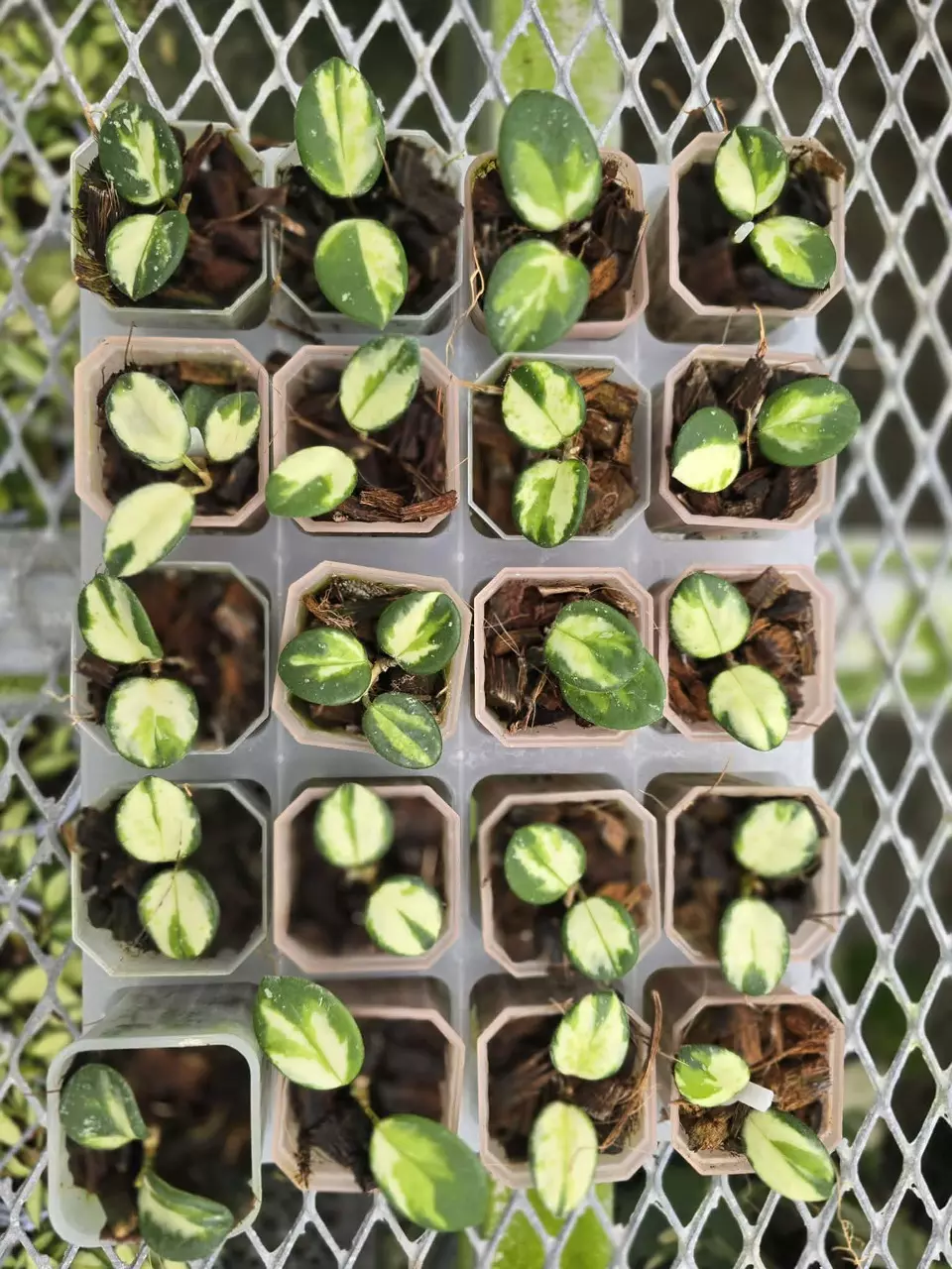 plant/Grower Choice-Hoya Mathilde Inner Variegated-0