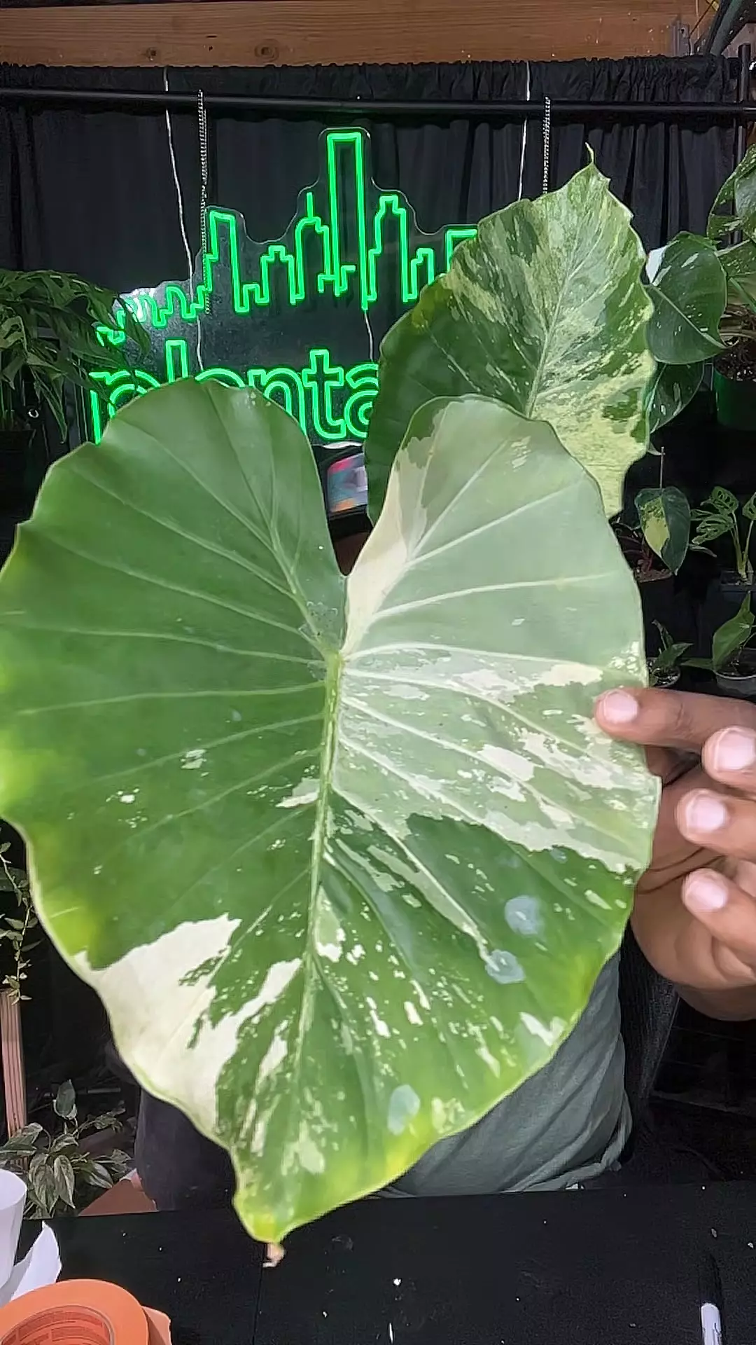 plant/alocasia Dawn variagated-0