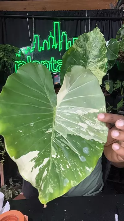 plant/alocasia Dawn variagated-0-thumbnail