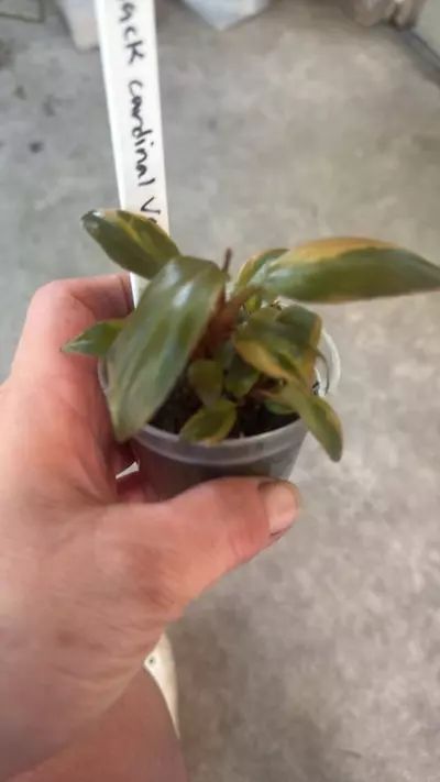 plant/philodendron black cardinal variegated-3-thumbnail