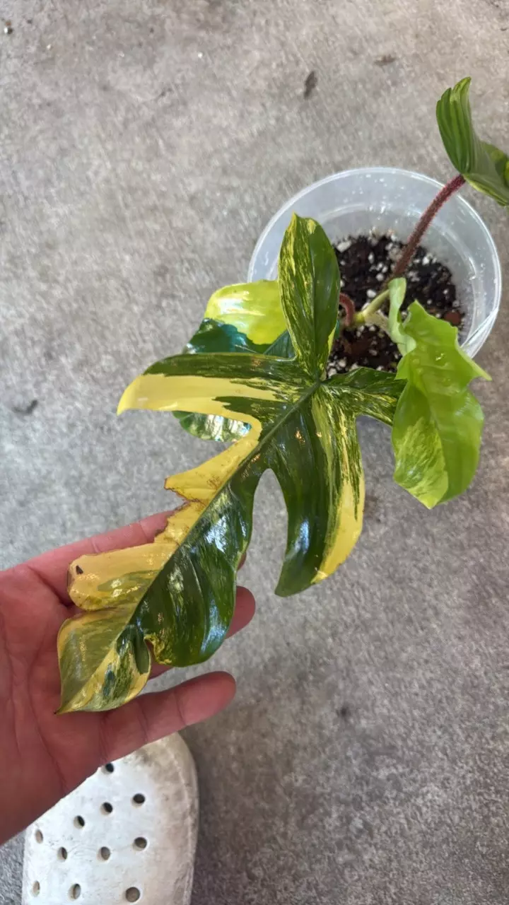 plant/philodendron squamiferum variegated-0