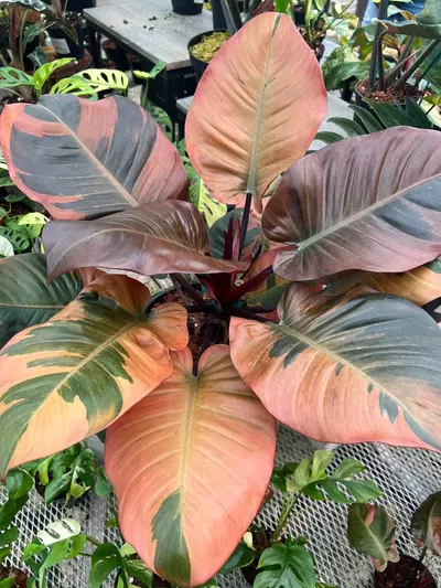 plant/philodendron black cardinal variegated-0-thumbnail