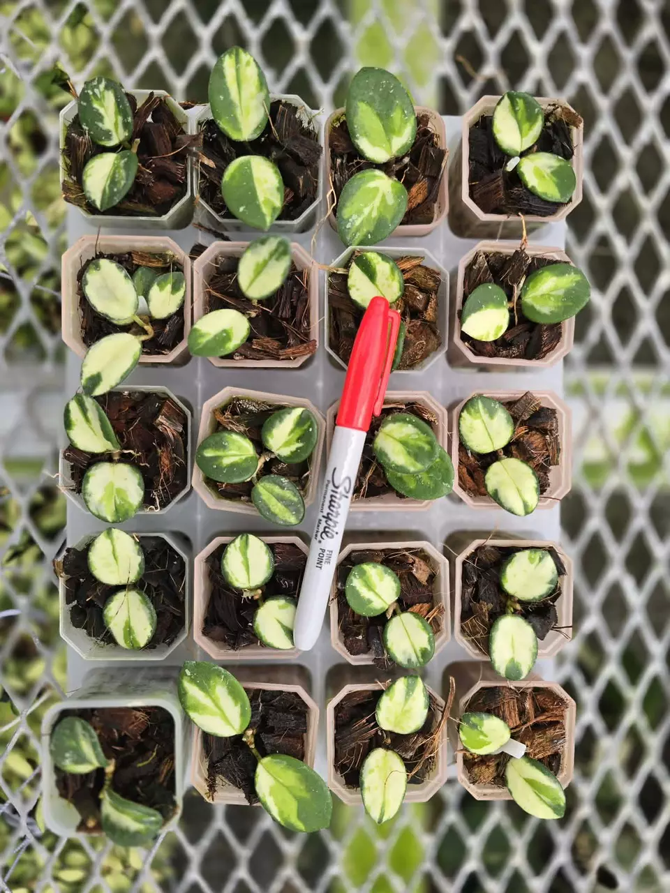 plant/Grower Choice-Hoya Mathilde Inner Variegated-1