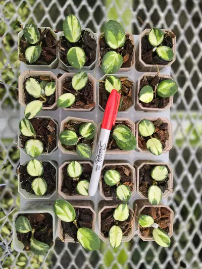 plant/Grower Choice-Hoya Mathilde Inner Variegated-1-thumbnail