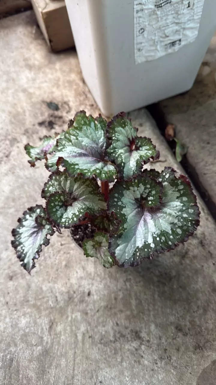 plant/begonia noID-0