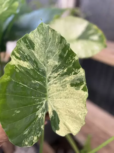 plant/alocasia Dawn variegated CORMS-1-thumbnail