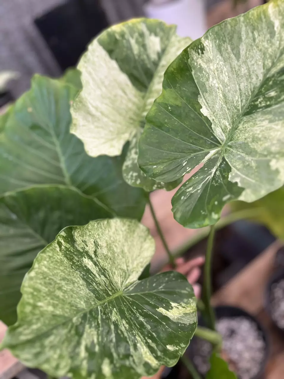 plant/alocasia Dawn variegated CORMS-2