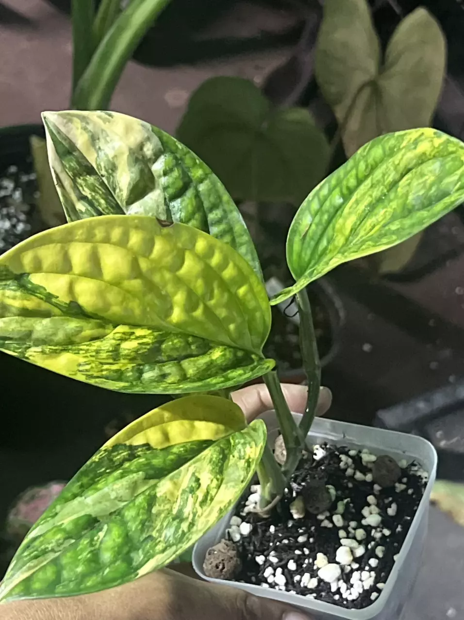 plant/monstera Peru variegated-0