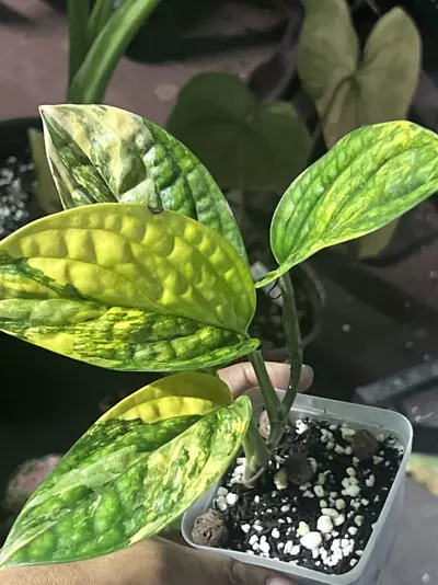 plant/monstera Peru variegated-0-thumbnail