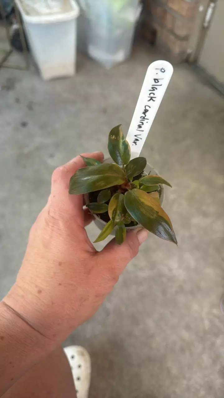 plant/philodendron black cardinal variegated-1