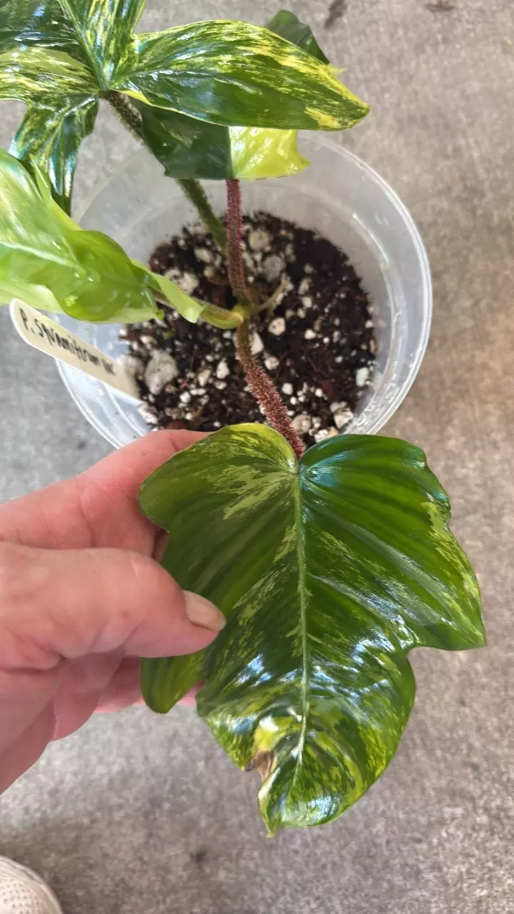 plant/philodendron squamiferum variegated-2