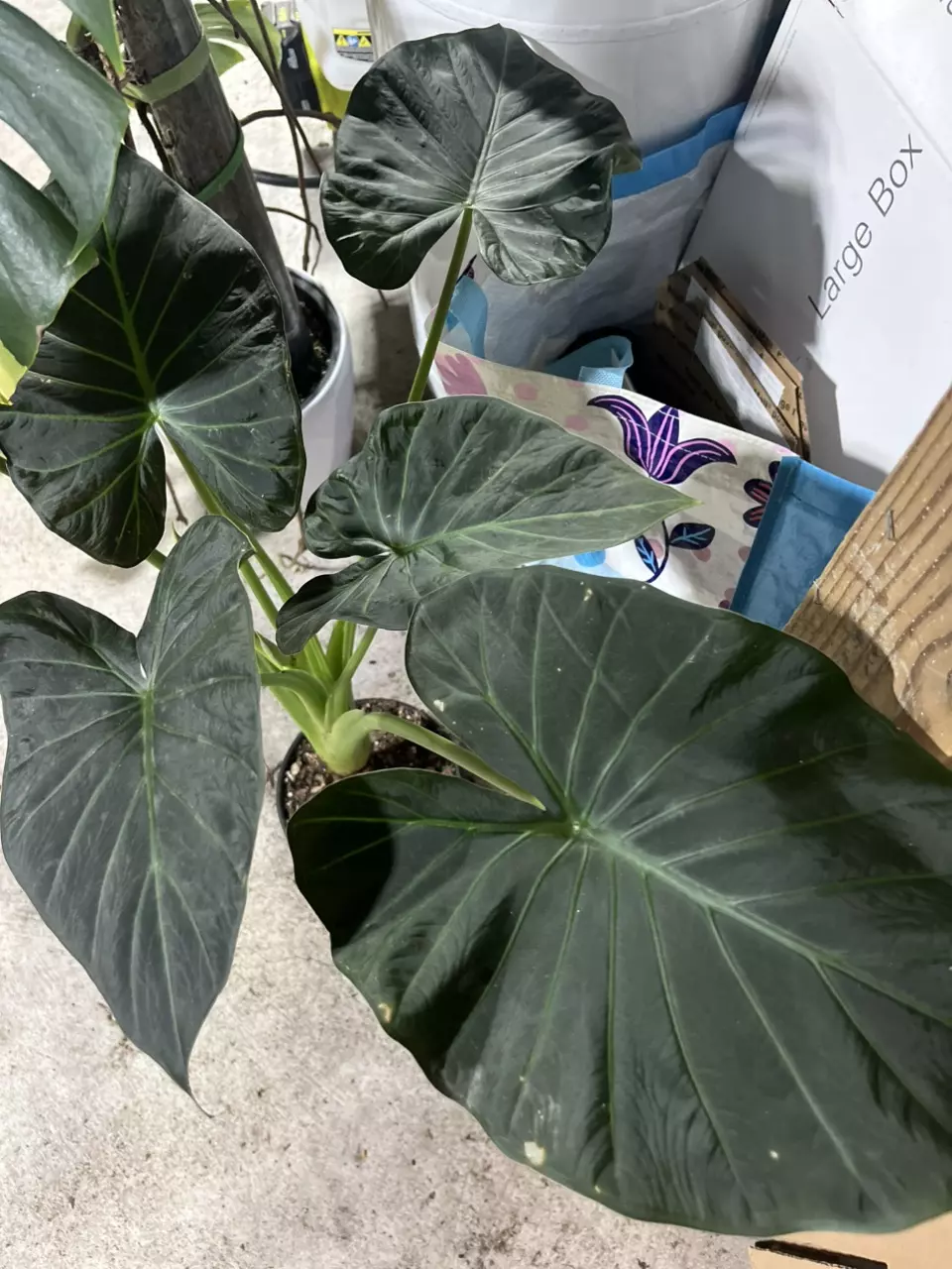 plant/Alocasia Regal Shields CORMS-0