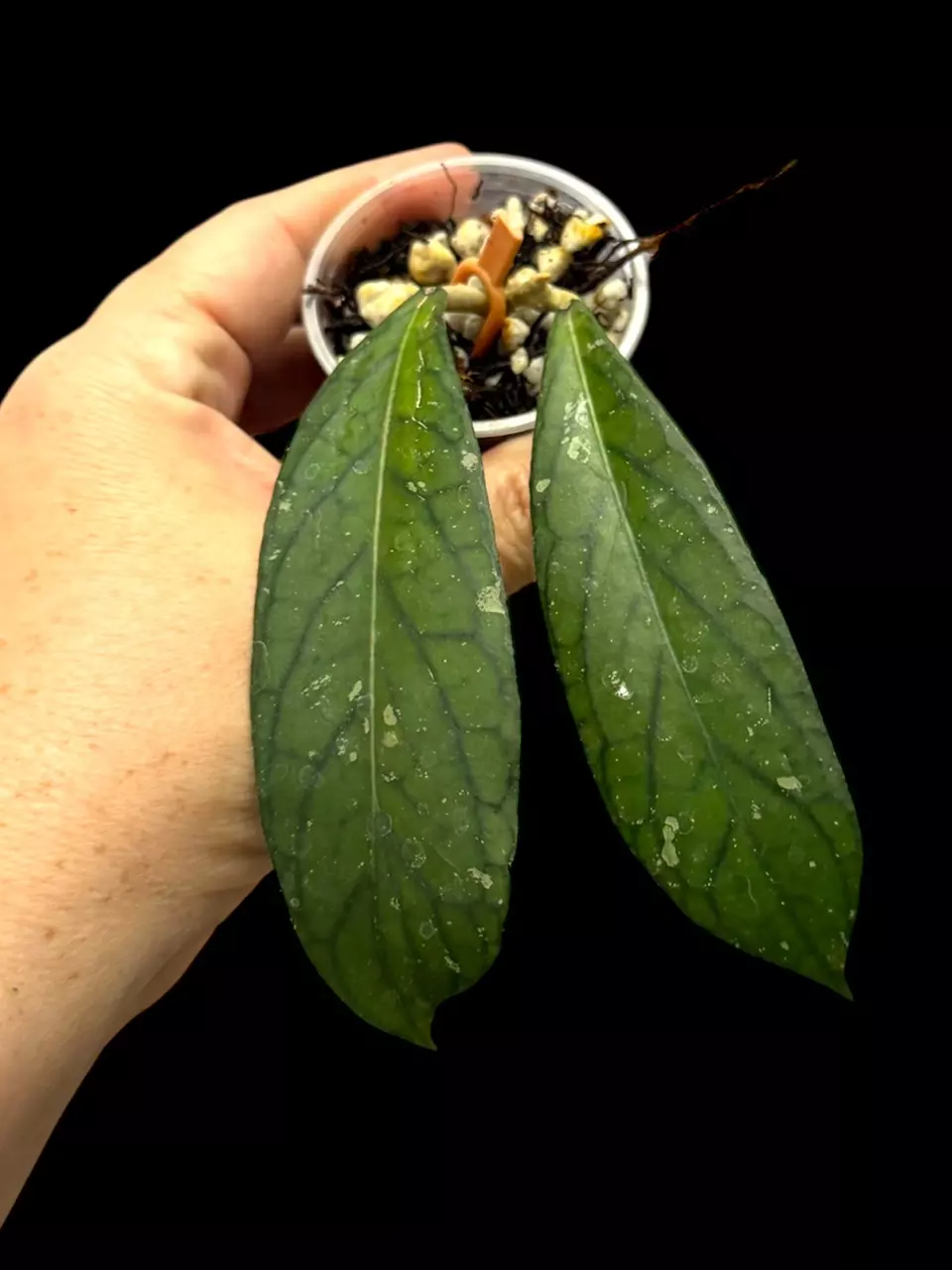 plant/81-Hoya sp Tanggamus-0