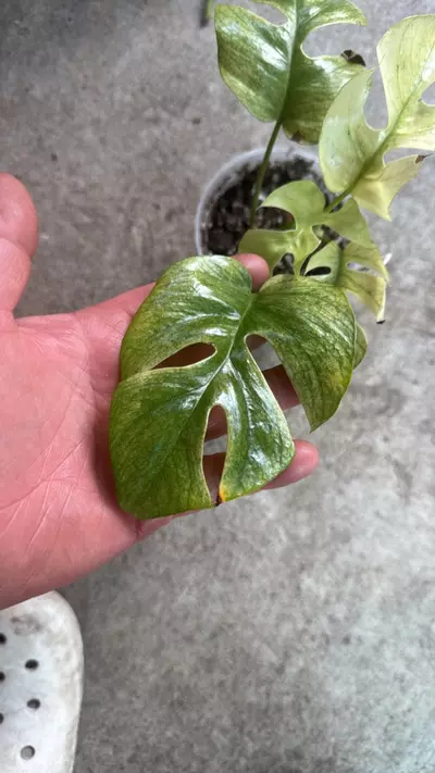 plant/rhaphidaphora tetrasperma white monster-0-thumbnail