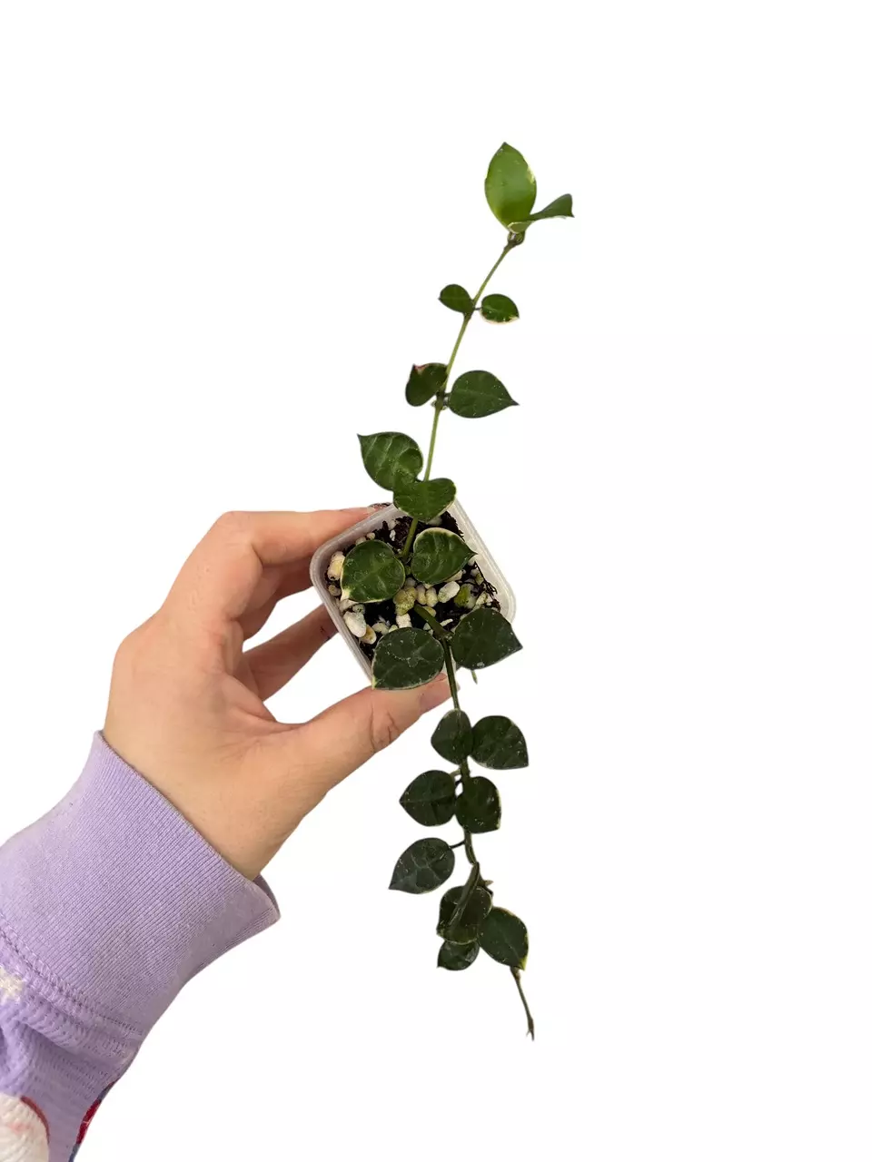 plant/64-lacunosa asami cutest tiny leaves on this clone-0