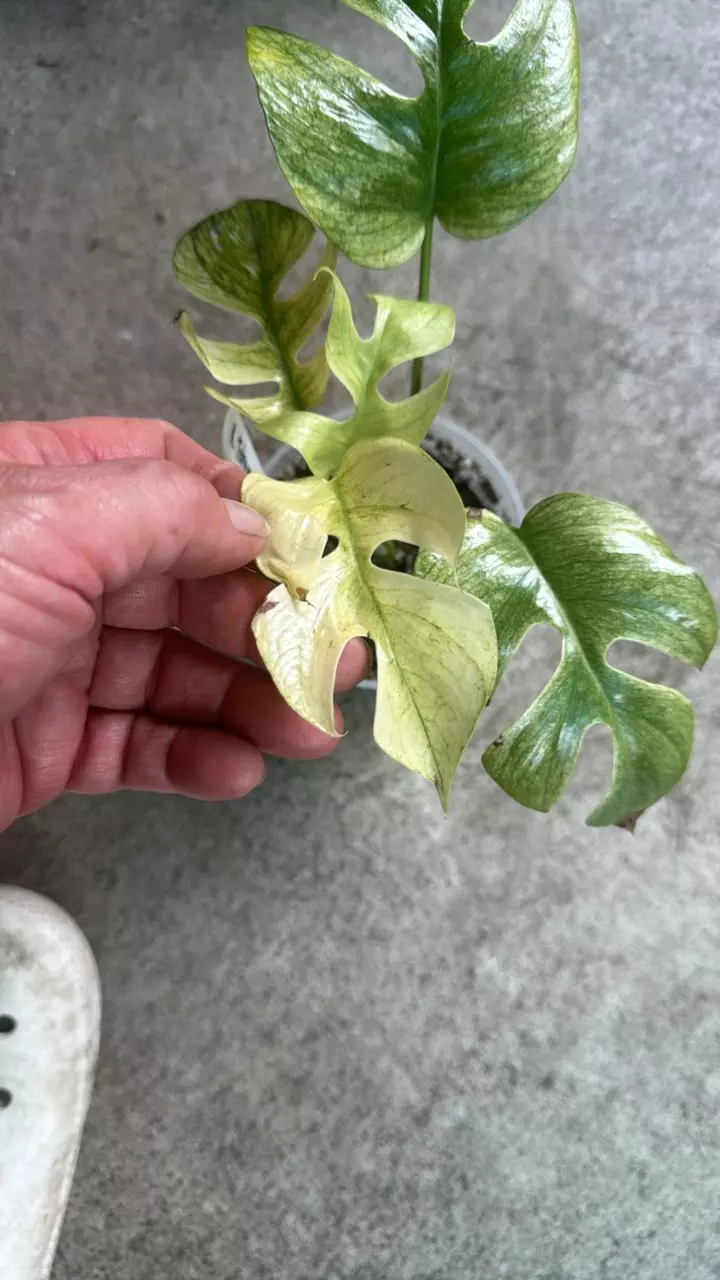 plant/rhaphidaphora tetrasperma white monster-1