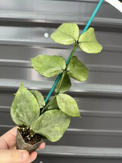 plant/polyneura silver growers-0-thumbnail