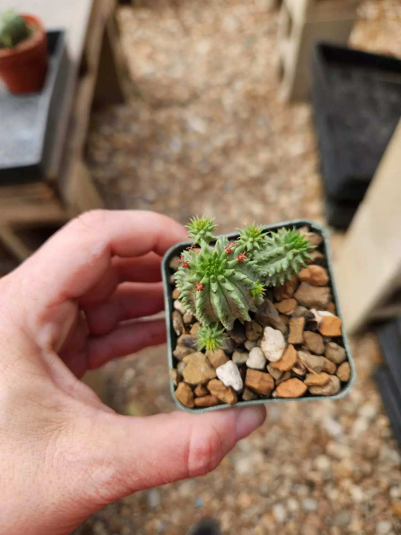 plant/Euphorbia susannae (seed grown)-0