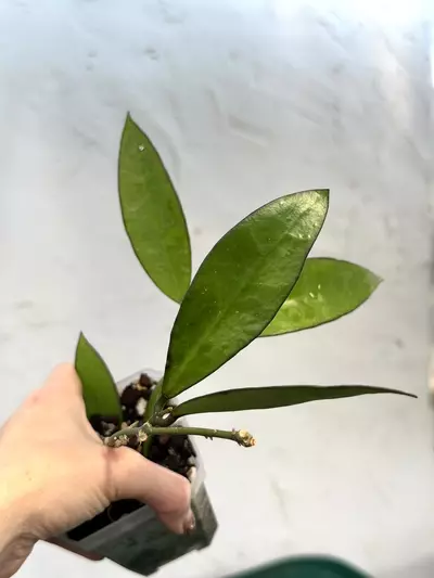 plant/3” Hoya ‘Lime Sherbet’-0-thumbnail