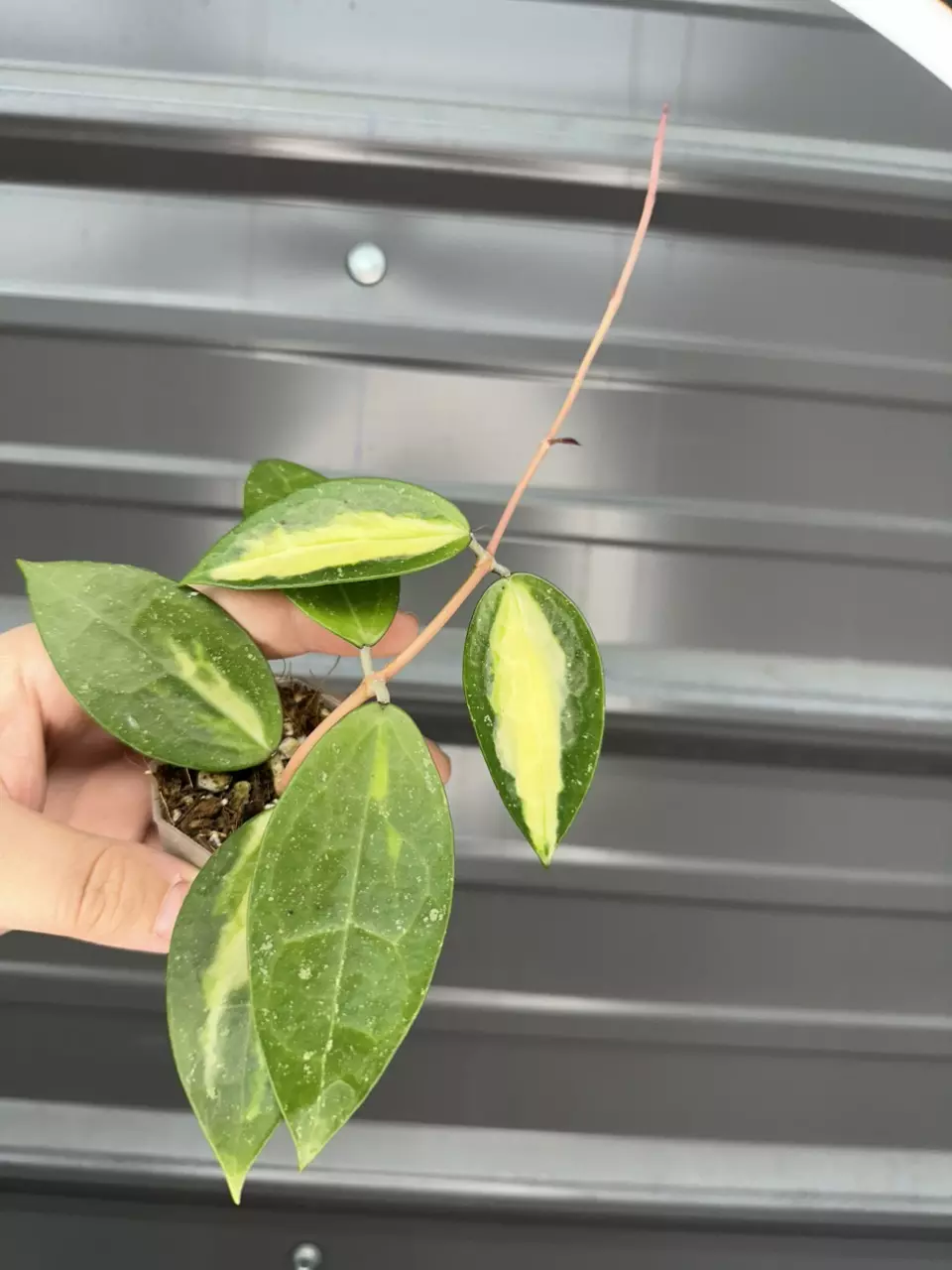 plant/sp NganJuk variegated-0