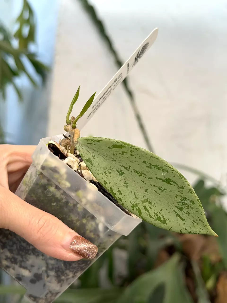 plant/3” Hoya pubicalyx ‘Pink Silver Ghost’-0