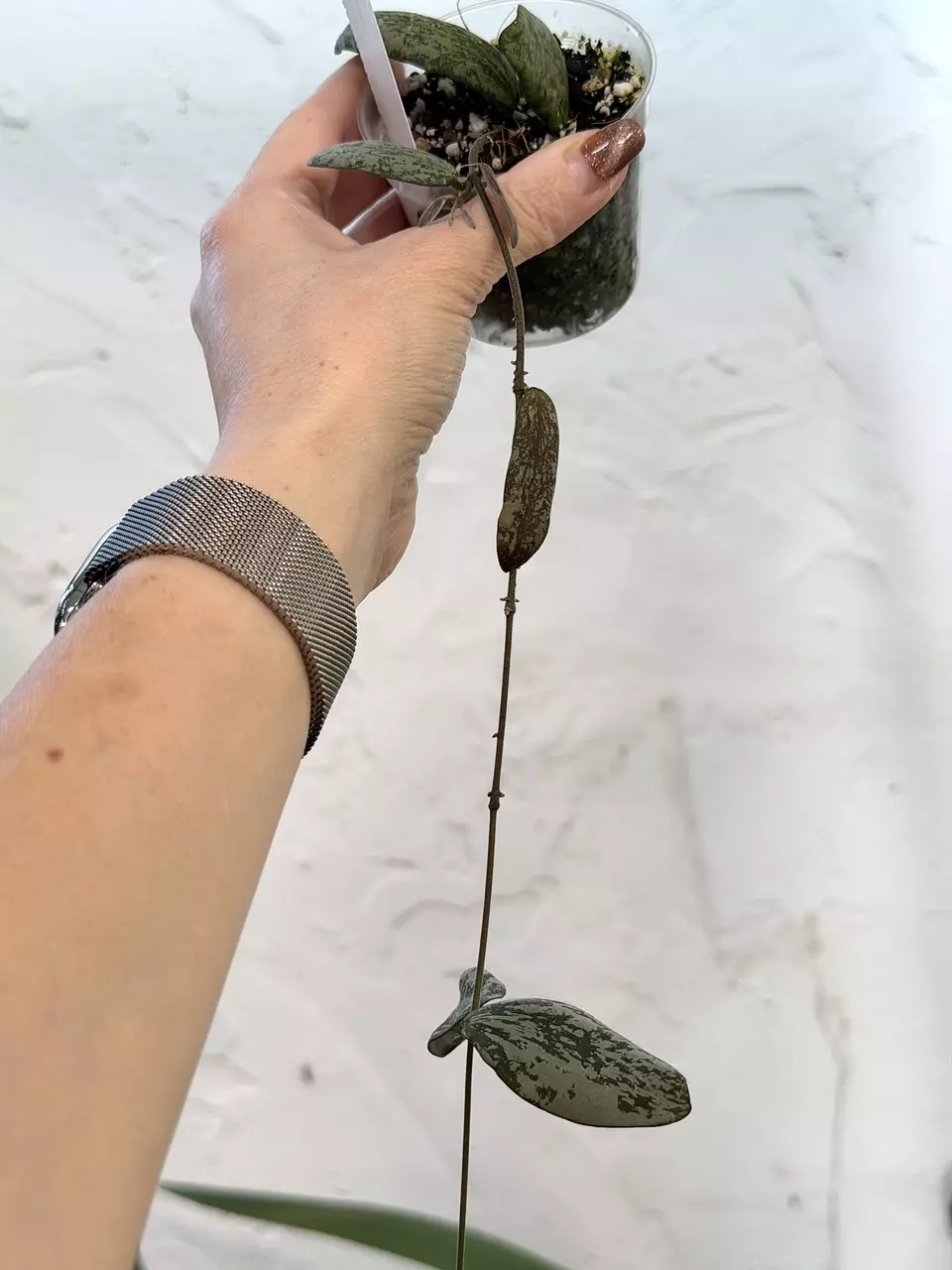 plant/3” Hoya sigillatis (sp. Borneo)-0