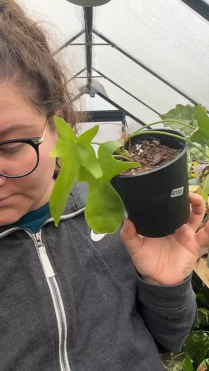 plant/philo Florida ghost 0155-0