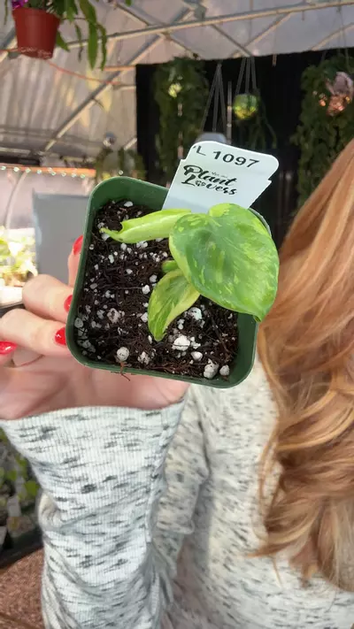 plant/PL1097: Electrolyte Monstera ships 1/12-0-thumbnail