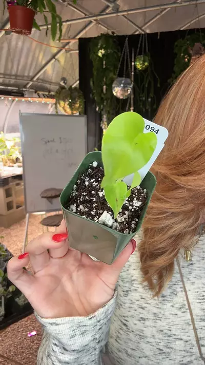 plant/Pl1094: Monstera Light Lime Ships 1/12-0-thumbnail