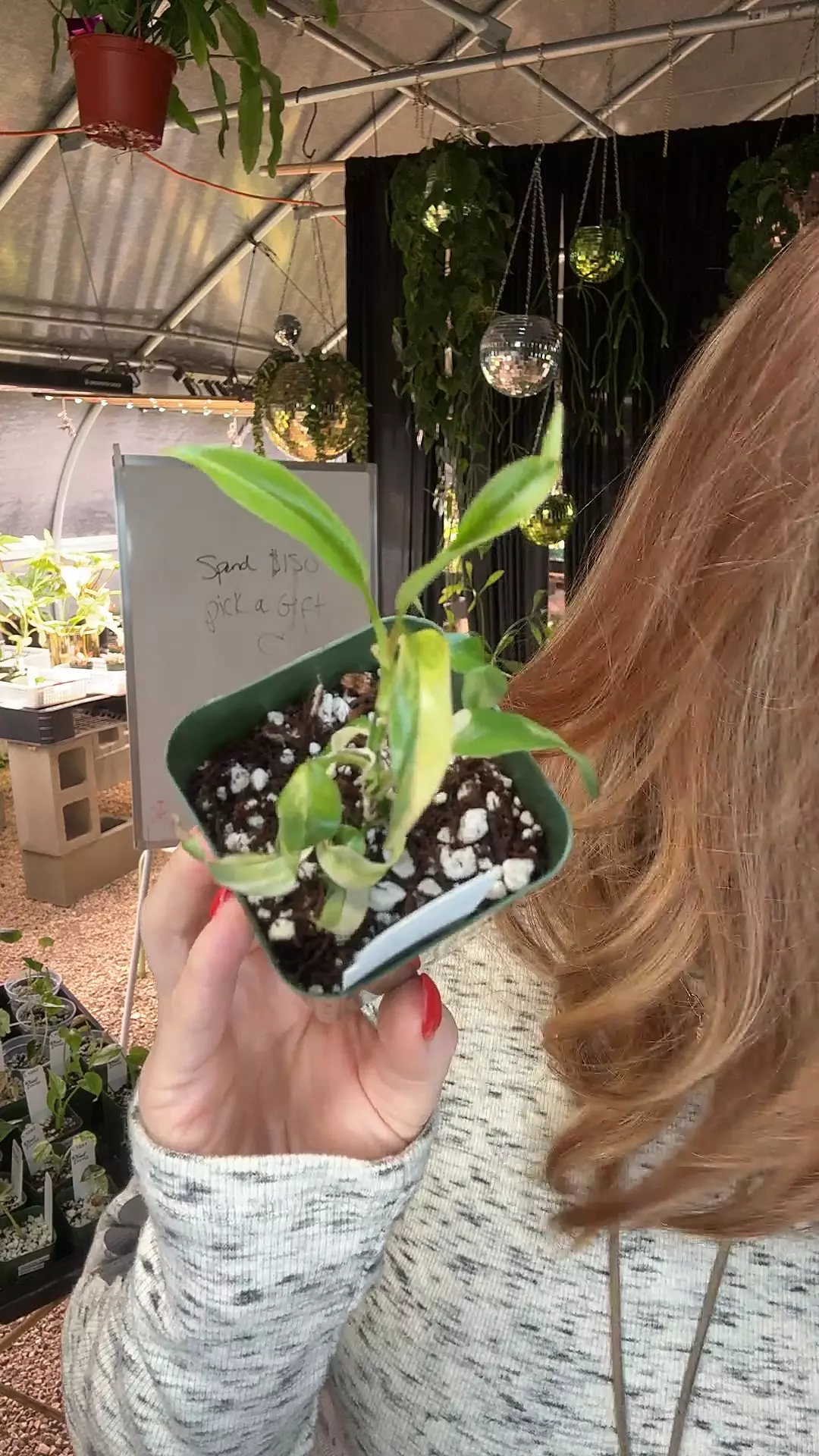 plant/PL1103: FLOBE X TORTUM-0