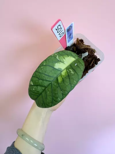 plant/#0105 Hoya Ladia Galaska (Lightly Rooted)-0-thumbnail