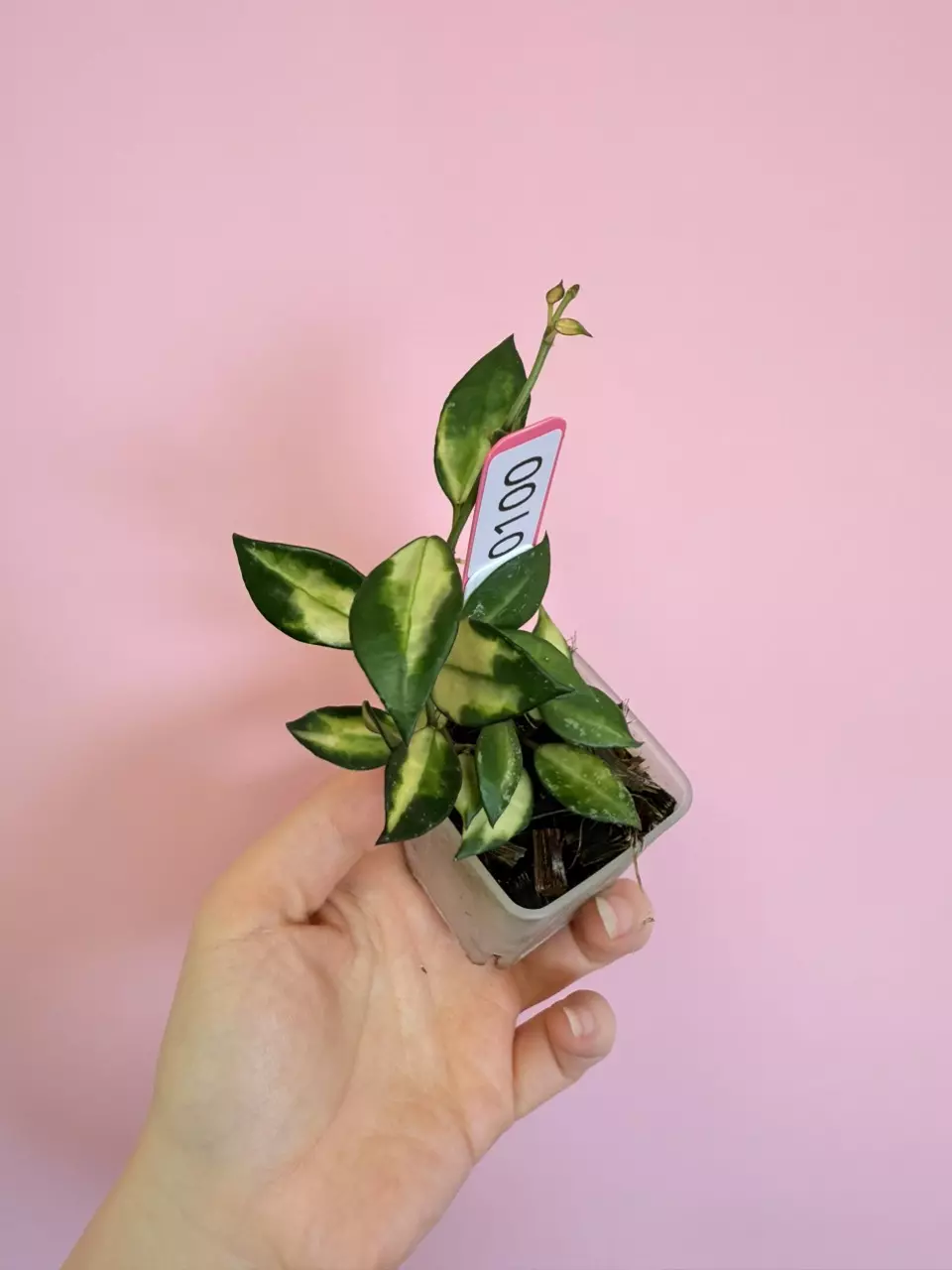 plant/#0100 Hoya Lacunosa Agni-0