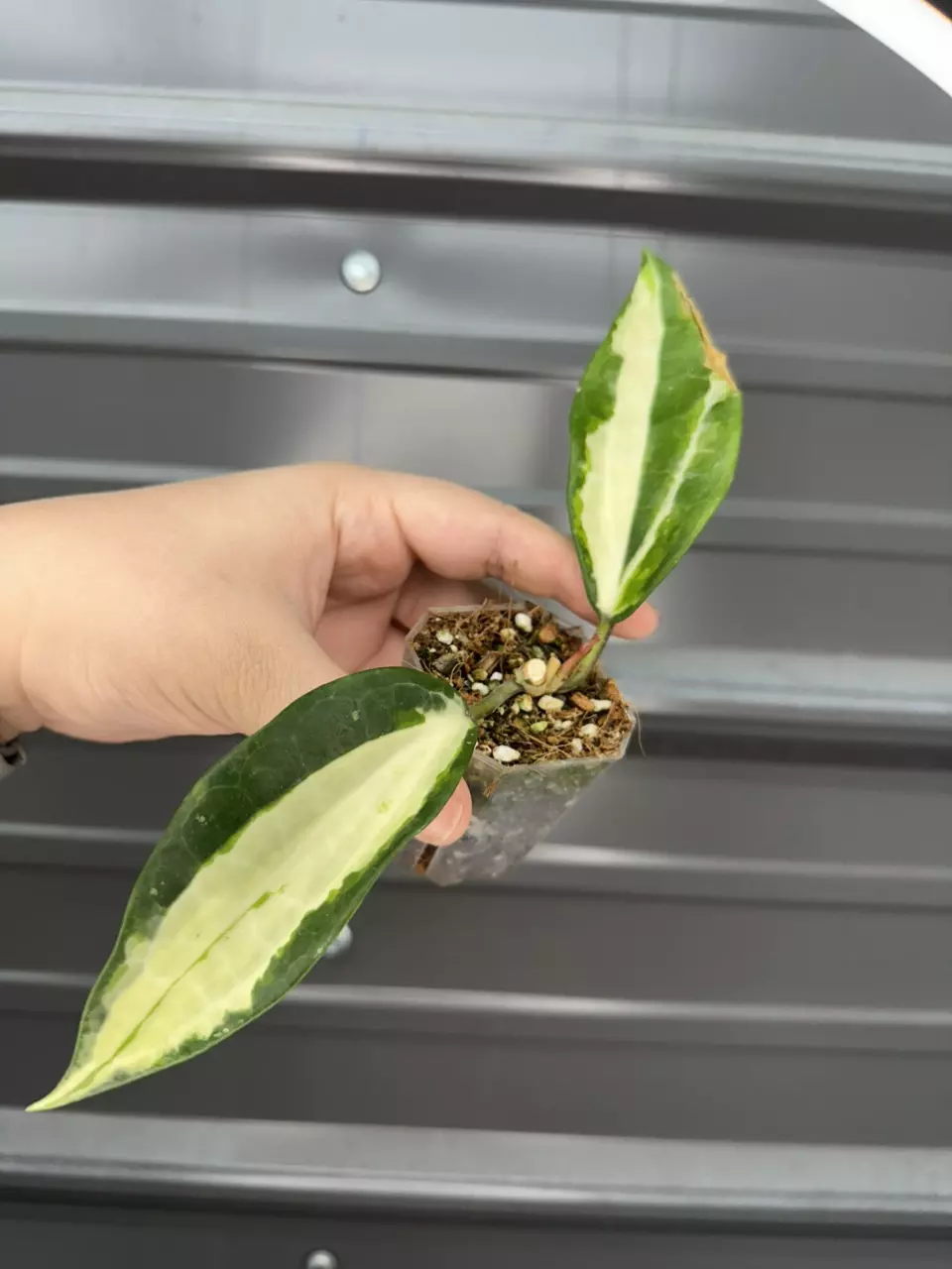 plant/latifolia queensy growers choice-0