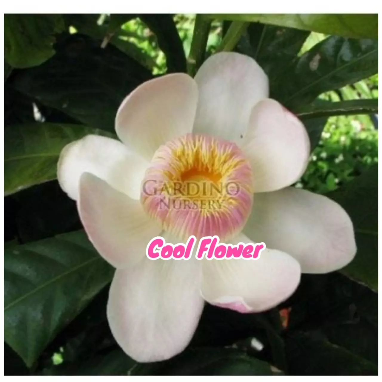 plant/Gustavia augusta 4” pot -Cutting( Earlier Bloomer)-0