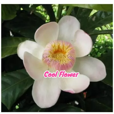 plant/Gustavia augusta 4” pot -Cutting( Earlier Bloomer)-0-thumbnail