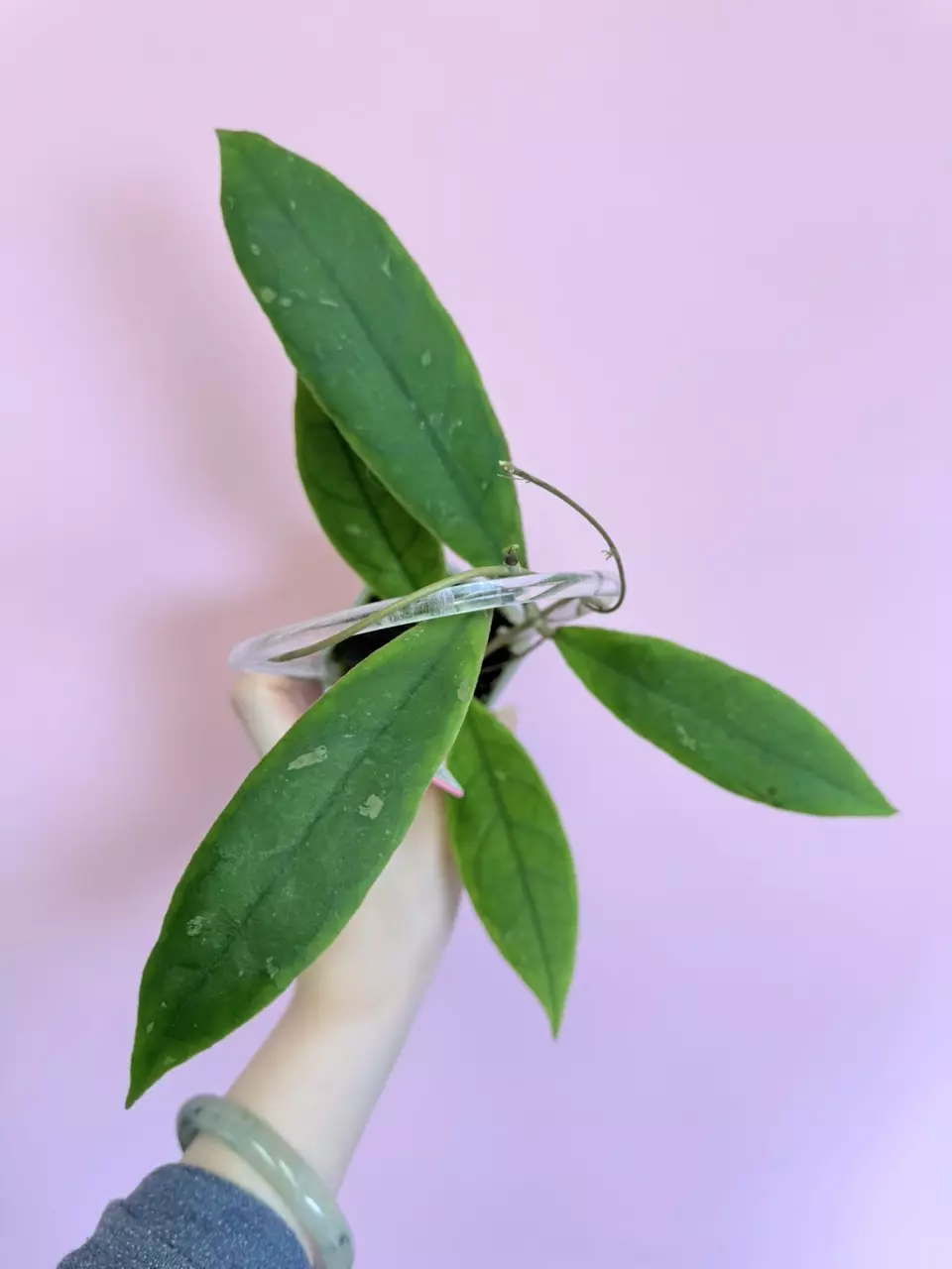 plant/#0094 Hoya Callistophylla Green Edge-0