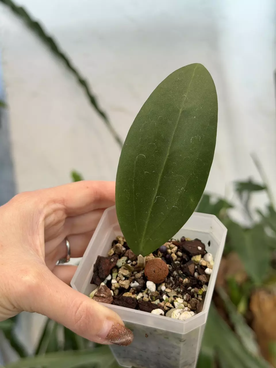 plant/3” Hoya bhutanica-0