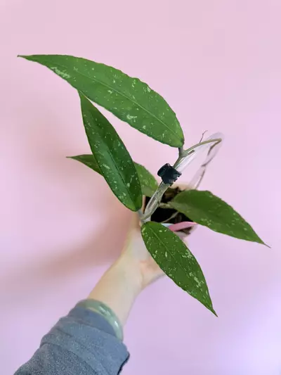 plant/#0091 Hoya Sp. Gayo Lues ‘Cinta Fitri’-0-thumbnail