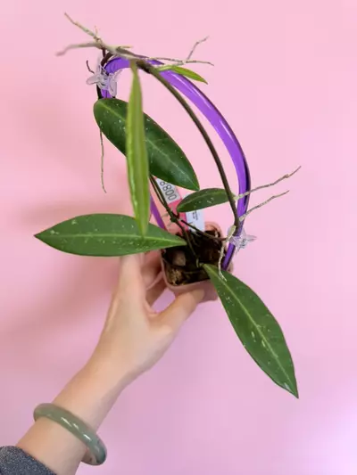 plant/#0088 Hoya Pulchra Big Leaf-0-thumbnail