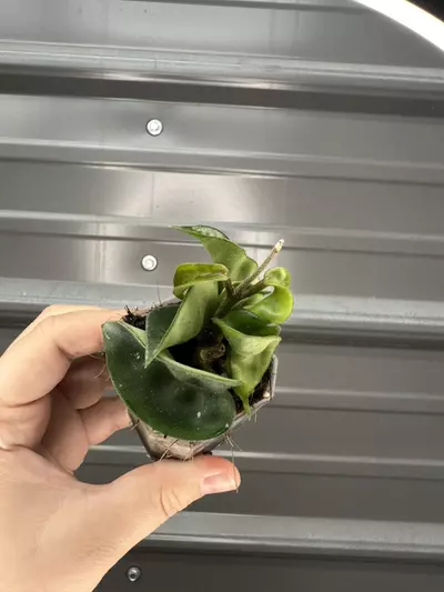 plant/rhm swiffers tail growers choice-0-thumbnail