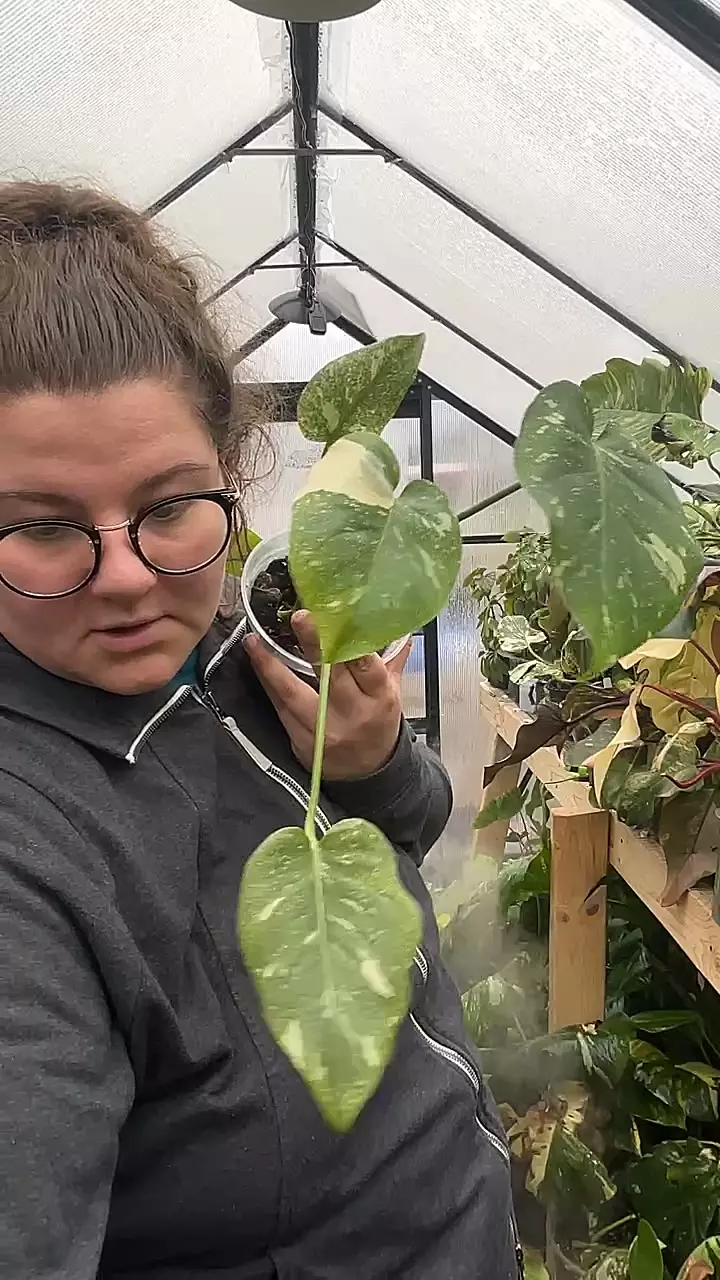 plant/this con legacy 0241-0