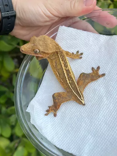 plant/Orange Empty Back Soft Scale Female (23-1C)-0-thumbnail