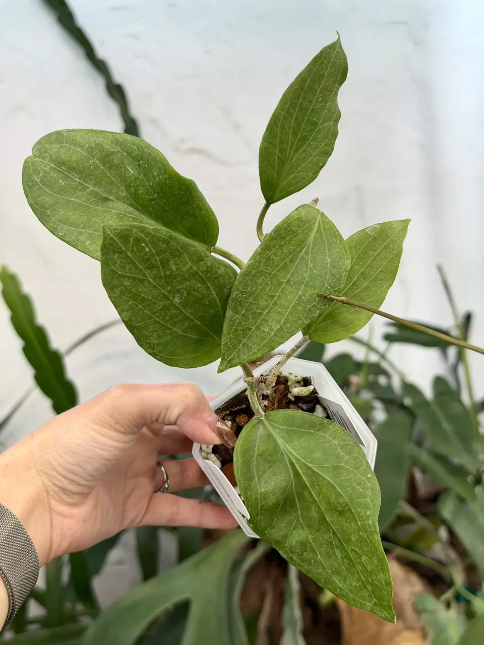 plant/3” Hoya cominsii-0